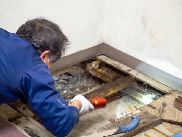 Home Mold Removal in Speedway, IN
