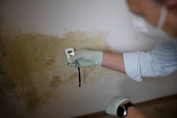 Mold Testing and Removal in Speedway, IN