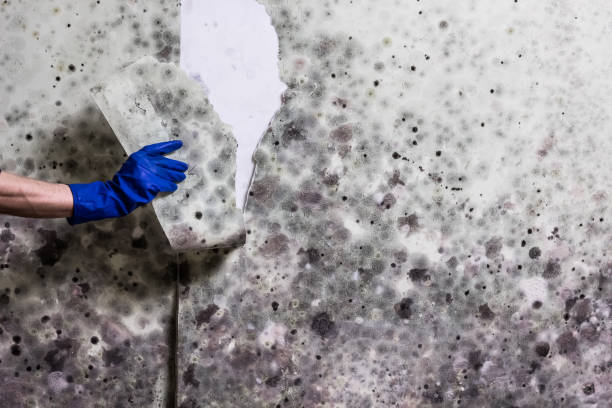 Best Mold Removal and Inspection  in Speedway, IN
