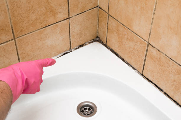 Best Commercial Mold Removal  in Speedway, IN